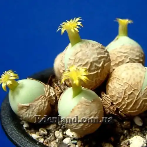 Изображение появление новых листьев