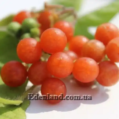 Паслін чорний Отріколі - Solanum nigrum Otricoli