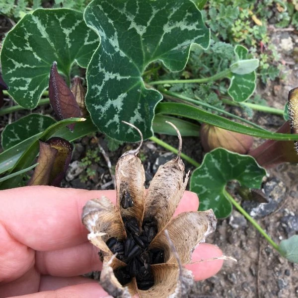 Зображення Хвилівник (Аристолохія) чилійський - Aristolochia chilensis 