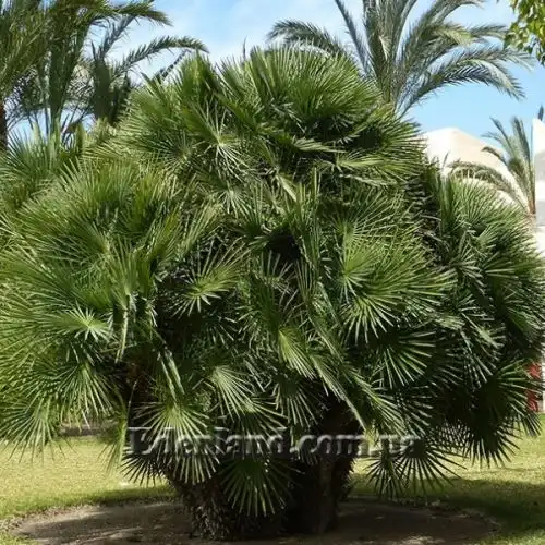 Изображение Хамеропс приземистый - Chamaerops humilis