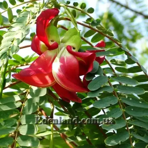 Изображение Сесбания крупноцветковая - Sesbania grandiflora