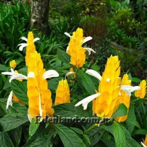 Изображение Пахистахис желтый - Pachystachys lutea
