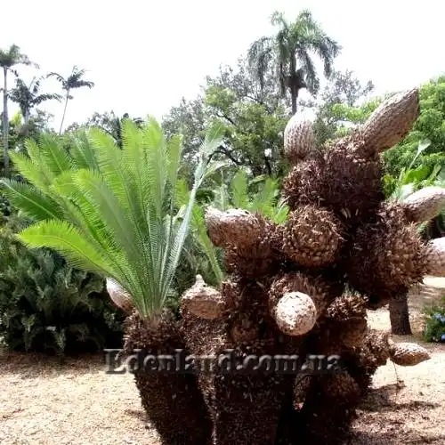 Изображение Диоон съедобный - Dioon edule