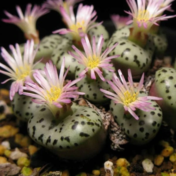 Изображение Конофитум обратносердцевидный  - Conophytum obcordellum