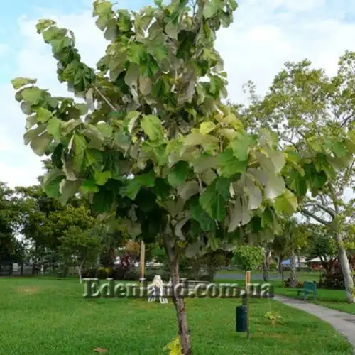 Изображение дерево