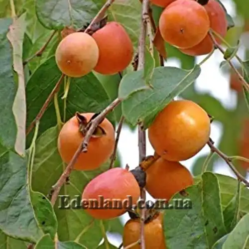 Изображение Хурма виргинская - Diospyros virginiana