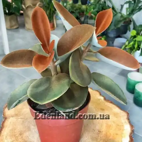 Изображение Каланхоэ оргиалис - Kalanchoe orgyalis