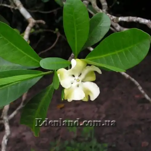 Изображение Воаканга Туара - Voacanga thouarsii 