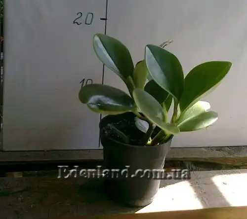 Изображение Пеперомия туполистная - Peperomia obtusifolia