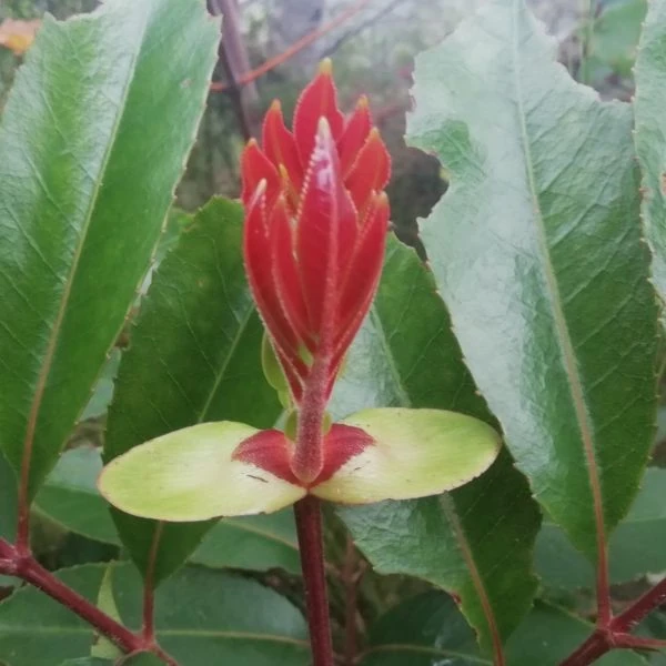 Изображение Кунония капская  - Cunonia capensis 