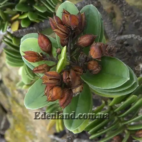 Изображение Вероника Эллиптическая - Veronica elliptica