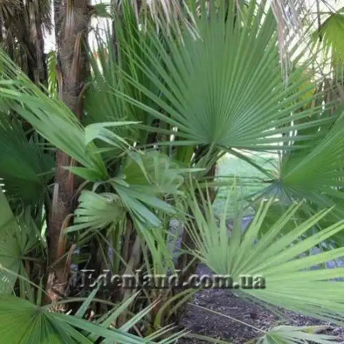 Зображення листя