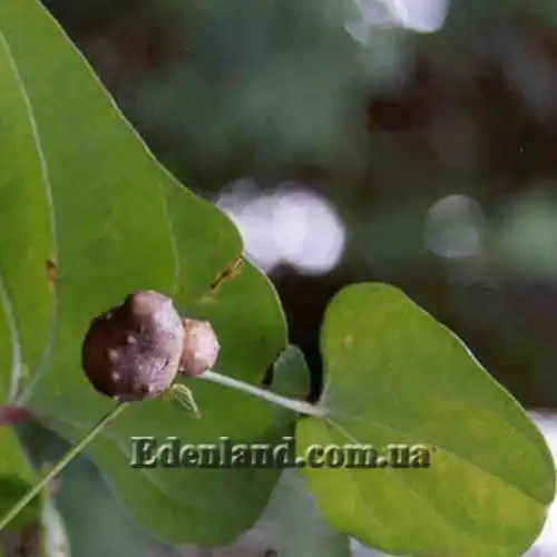 Изображение Диоскорея полистахия, Ямс - Dioscorea polystachya 
