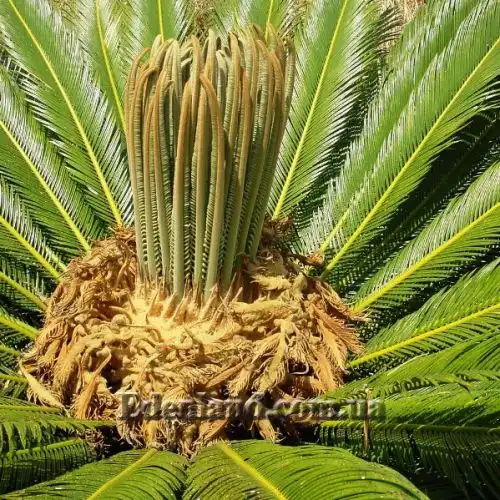 Изображение Цикас поникающий - Cycas revoluta