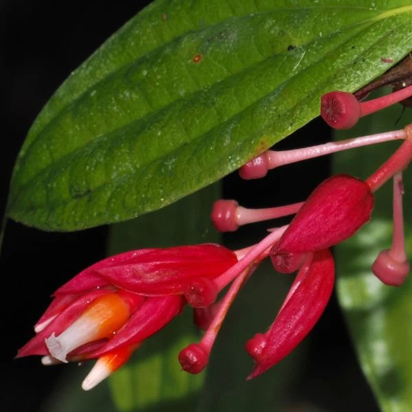 Зображення Кавендішія кереме  - Cavendishia quereme 