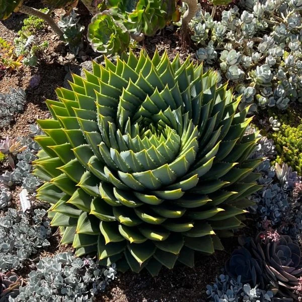 Зображення доросла рослина