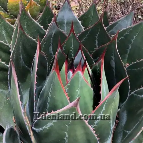Изображение Агава Монтана - Agave montana