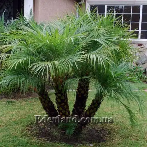 Финик Робелена - Phoenix roebelenii