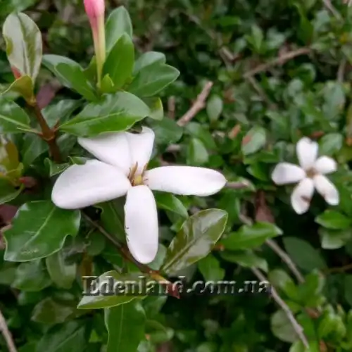 Изображение Гиперакантус приятный - Hyperacanthus amoenus