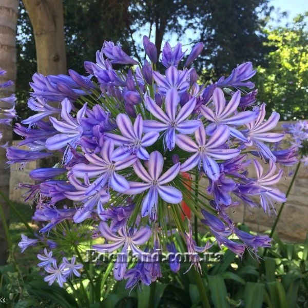 Агапантус карликовий блакитний - Agapanthus nana blue