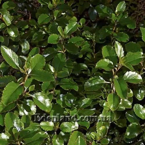 Изображение Вероника Халка - Veronica hulkeana