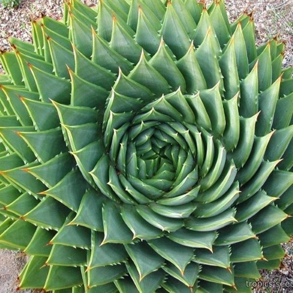 Зображення доросла рослина