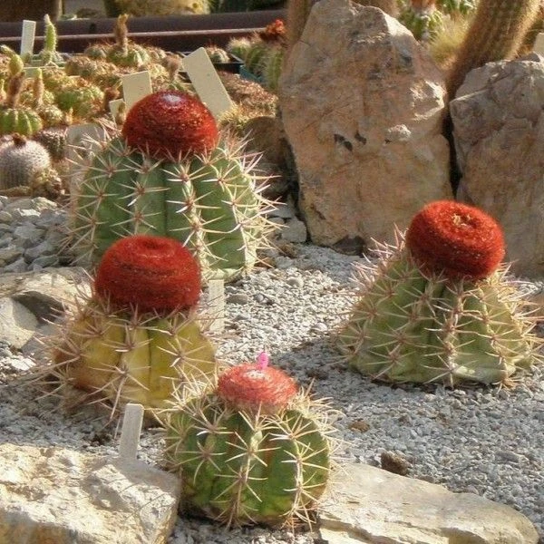 Изображение Мелокактус Нери  - Melocactus neryi