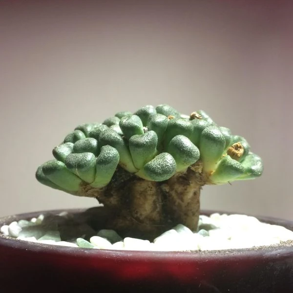 Изображение Алоинопсис Шунеса  - Aloinopsis schooneesii