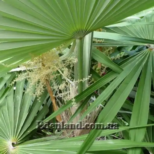 Изображение Коккотринакс борхидиана - Coccothrinax borhidiana