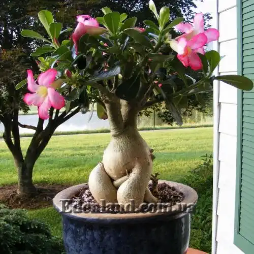 Изображение Адениум тучный - Adenium obesum var. obesum