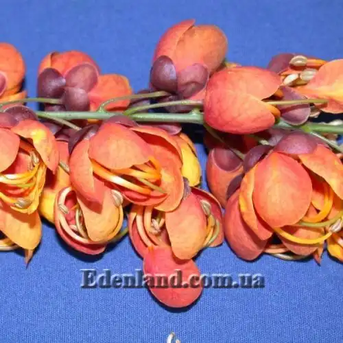 Изображение Кассия мускусная - Cassia moschata