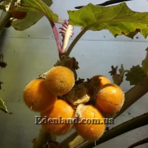 Изображение плоды