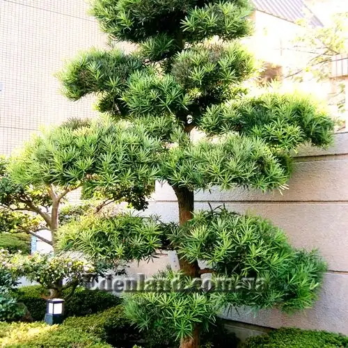 Изображение Подокарпус - Podocarpus