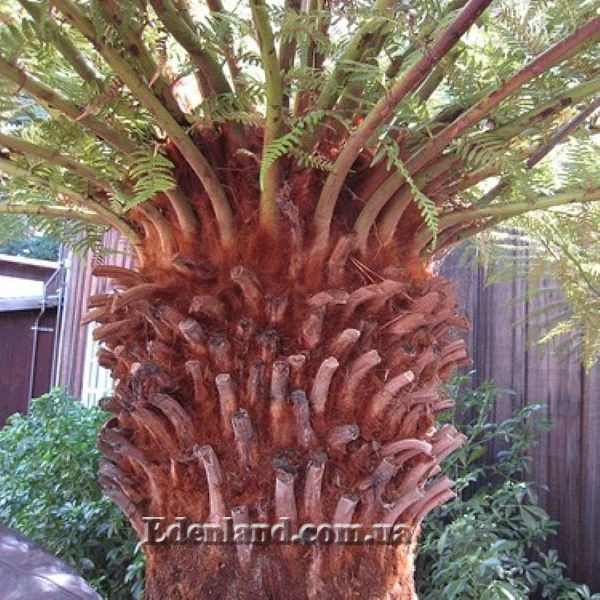 Изображение Каудекс древовидного папоротника Dicksonia antarctica 