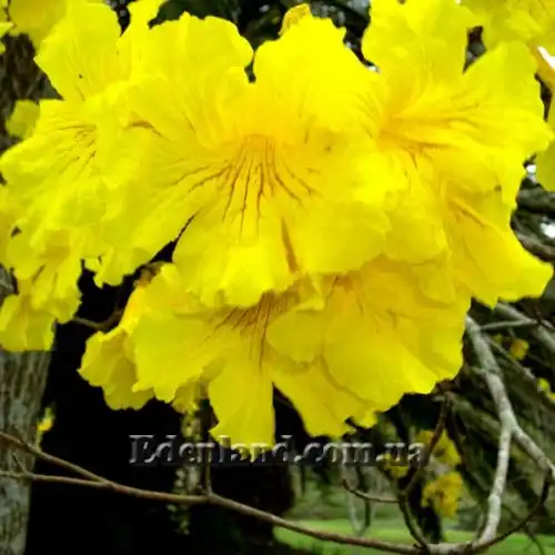 Изображение Табебуя золотистоцветковая - Tabebuia chrysantha