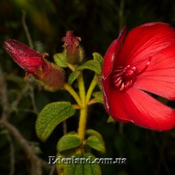Зображення Тібухіна гросса - Tibouchina grossa
