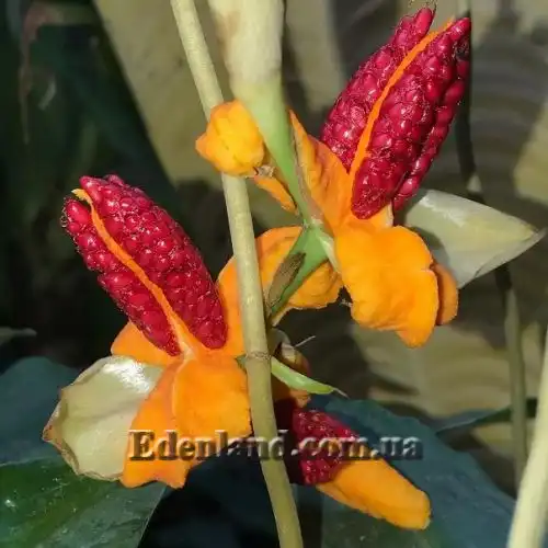 Изображение Гедихиум Хорсфильда - Hedychium horsfieldii