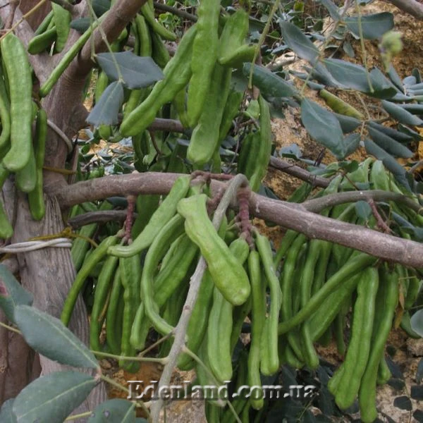 Зображення зелені стручки