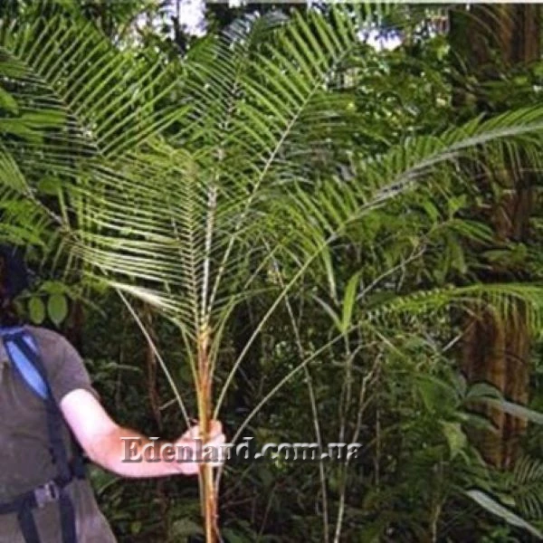 Зображення Геонома Муреана  - Geonoma mooreana