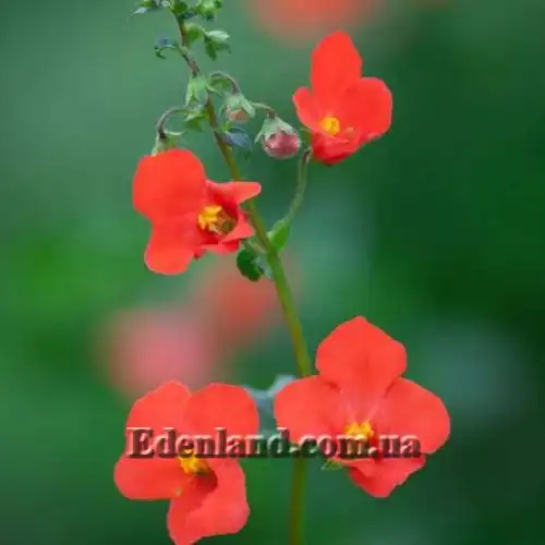 Изображение Алонсоа южная  - Alonsoa meridionalis