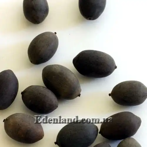 Зображення насіння