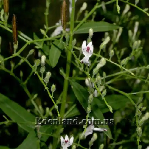 Изображение Андрографис метельчатый - Andrographis paniculata