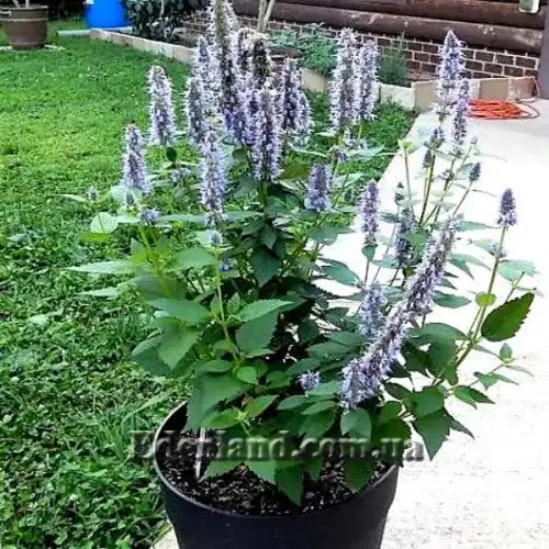 Изображение Агастахис морщинистый  - Agastache rugosa