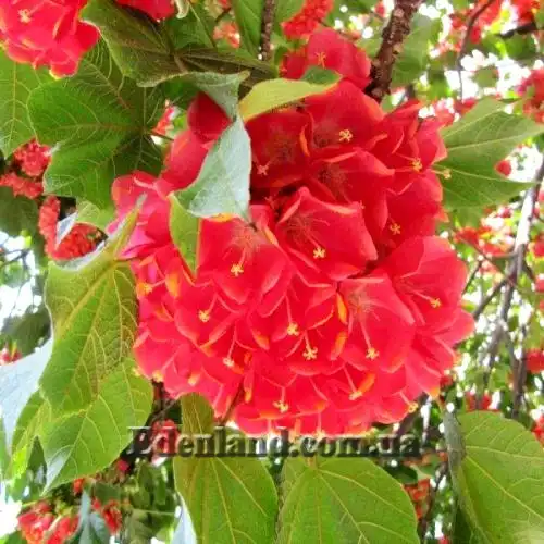 Зображення Домбея верхівкова - Dombeya cacuminum