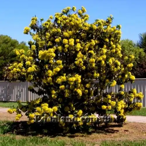Зображення Ксантостемон золотистий - Xanthostemon chrysanthus
