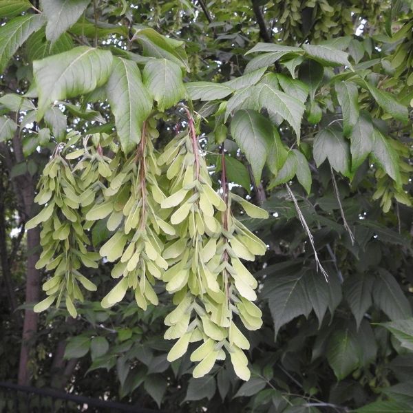 Изображение Acer negundo (Клен ясенелистный)