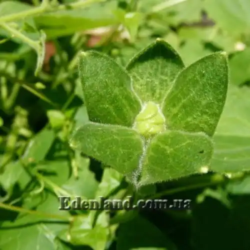 Изображение Маурандия стыдливая (белая)  - Maurandia erubescens (alba)