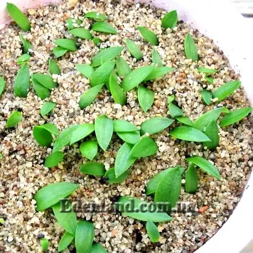 Изображение всходы