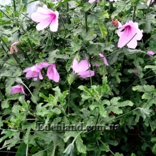 Зображення Гібіскус довгоножковий - Hibiscus pedunculatus 