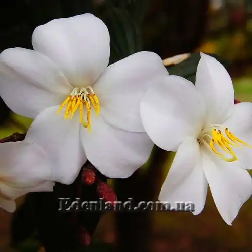 Изображение Тибухина чешуйчатая (белая) - Tibouchina lepidota (alba)